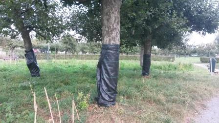 schapen park bomen ingepakt.jpg